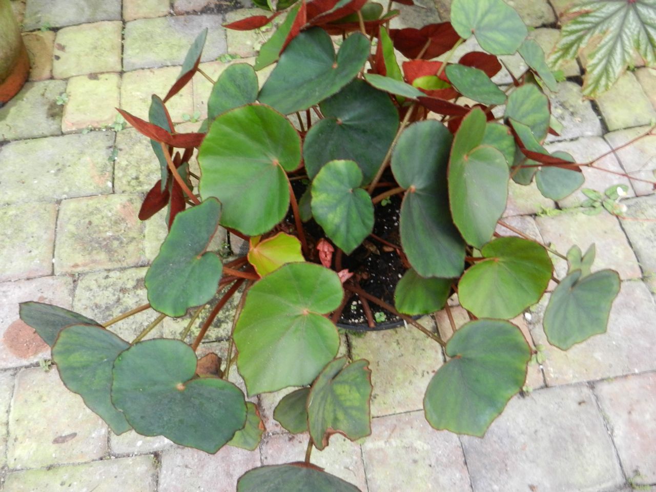 B. lymansmithii